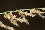 Redtop panicgrass